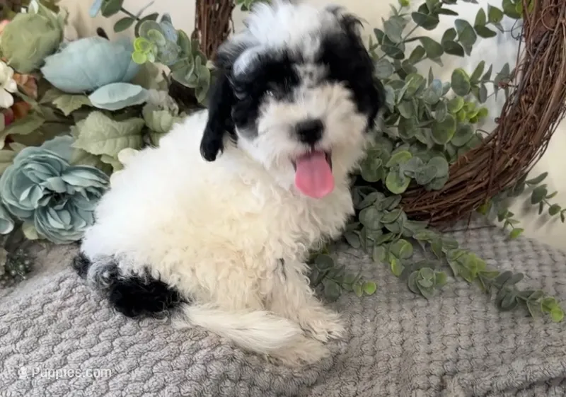 Abe – Shihpoo puppy for sale in Hartville, MO