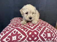Sam, a male Shihpoo and Poodle - Miniature  for sale in Hartville, MO – 4 of 4