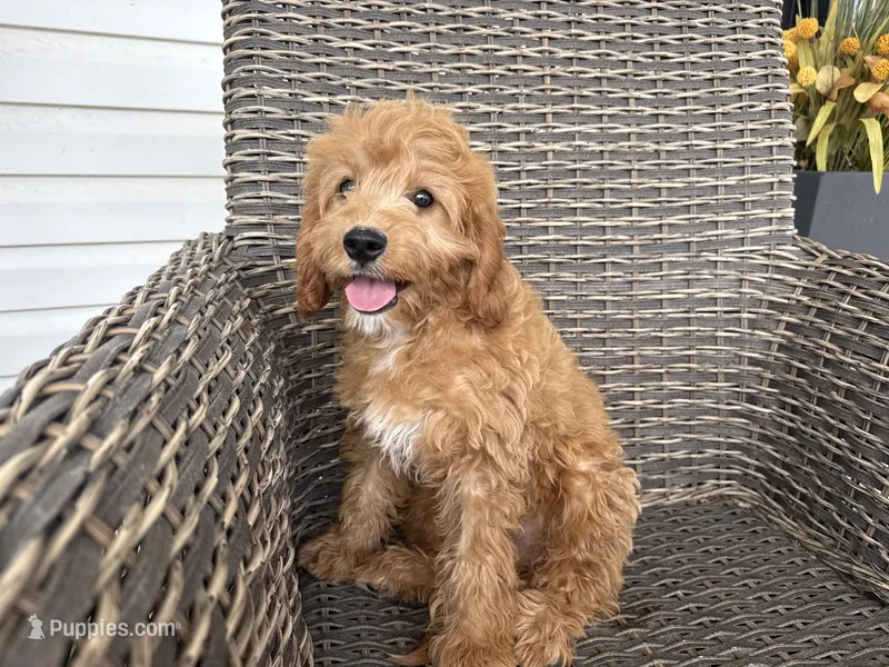 Heston – Cavapoo puppy for sale in Hartville, MO