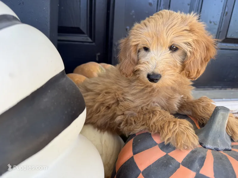 Hinton – Miniature Goldendoodle puppy for sale in Hartville, MO