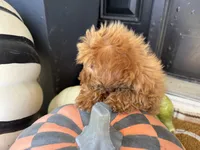 Holly, a female Miniature Goldendoodle for sale in Hartville, MO – 7 of 8