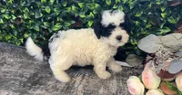 Abe, a male Shihpoo for sale in Hartville, MO – 3 of 6