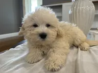 Sam, a male Shihpoo and Poodle - Miniature  for sale in Hartville, MO – 3 of 3