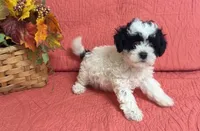 Abe, a male Shihpoo for sale in Hartville, MO – 5 of 6