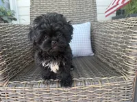 Bendy, a female Peekapoo for sale in Hartville, MO – 6 of 7