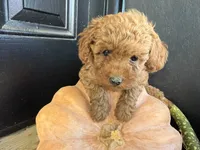 Reinah, a female Poodle - Miniature  for sale in Hartville, MO – 2 of 5