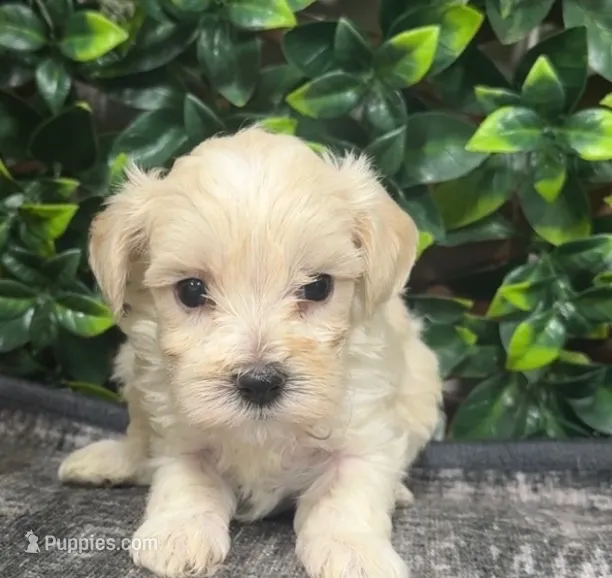 Wynona – Maltipoo puppy for sale in Hartville, MO