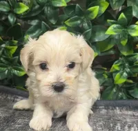 Wynona, a female Maltipoo for sale in Hartville, MO – 1 of 3