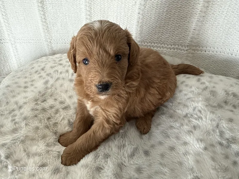 Baxter – Miniature Goldendoodle puppy for sale in Hartville, MO