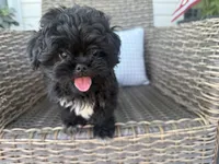 Bendy, a female Peekapoo for sale in Hartville, MO – 1 of 7