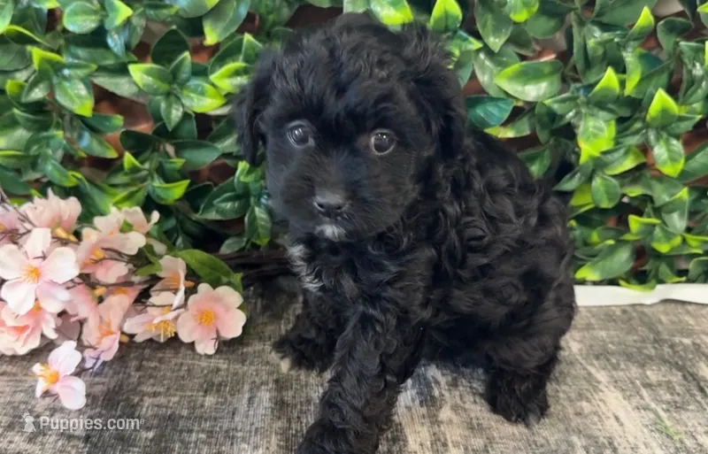 Alysa – Shihpoo puppy for sale in Hartville, MO