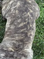 Little Sqirt, a male French Bulldog for sale in Hartville, MO – Photo 5 of 5