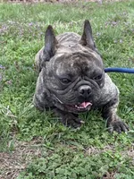 Little Sqirt, a male French Bulldog for sale in Hartville, MO – Photo 2 of 5