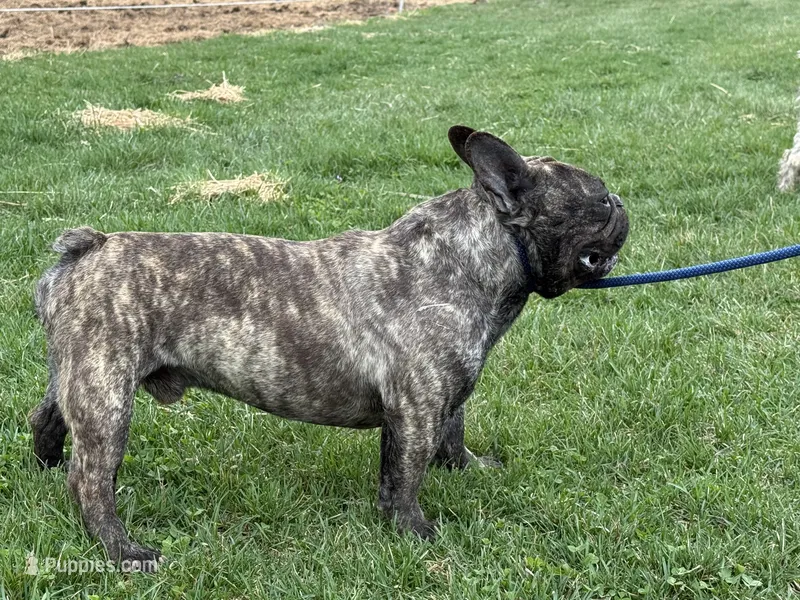 Little Sqirt – French Bulldog puppy for sale in Hartville, MO