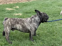 Little Sqirt, a male French Bulldog for sale in Hartville, MO – Photo 1 of 5