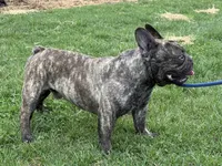Little Sqirt, a male French Bulldog for sale in Hartville, MO – Photo 3 of 5