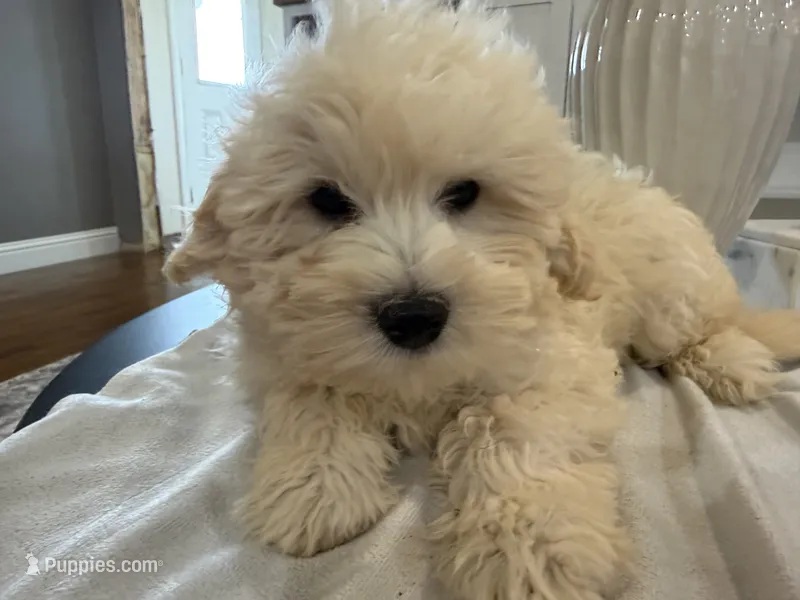 Sam – Shihpoo, Poodle - Miniature  puppy for sale in Hartville, MO