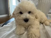 Sam, a male Shihpoo and Poodle - Miniature  for sale in Hartville, MO – 1 of 3