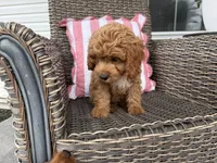 Heston, a male Cavapoo for sale in Hartville, MO – 3 of 5
