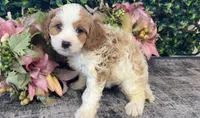 Yoshi, a male Cavapoo for sale in Hartville, MO – 3 of 3