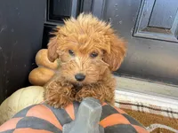 Holly, a female Miniature Goldendoodle for sale in Hartville, MO – 3 of 8