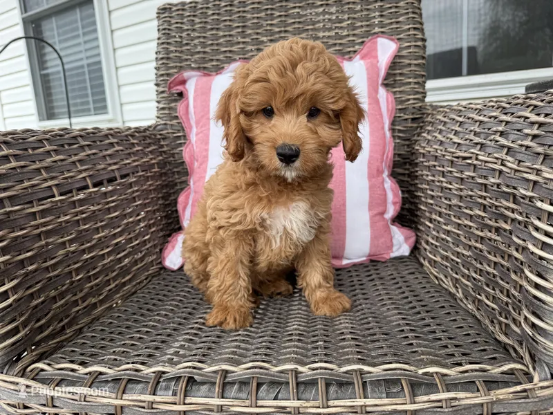 Heston – Cavapoo puppy for sale in Hartville, MO