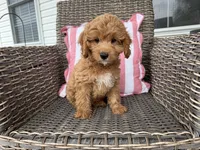 Heston, a male Cavapoo for sale in Hartville, MO – 1 of 5