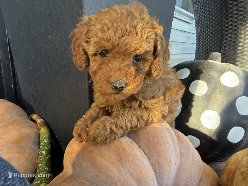 Reinah – Poodle - Miniature  puppy for sale in Hartville, MO