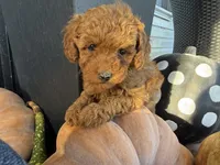 Reinah, a female Poodle - Miniature  for sale in Hartville, MO – 1 of 5