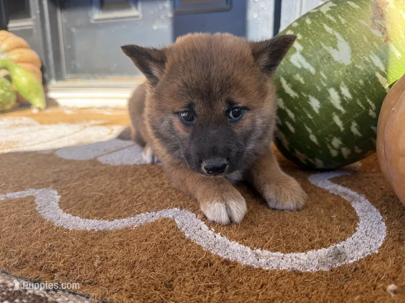 Peppa – Shiba Inu puppy for sale in Hartville, MO