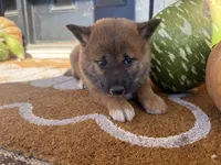 Peppa, a female Shiba Inu for sale in Hartville, MO – 1 of 4