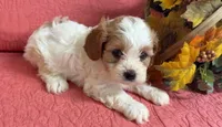 Barbie, a female Cavapoo for sale in Hartville, MO – 2 of 4