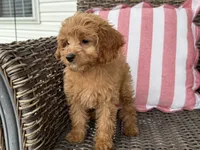 Holly, a female Cavapoo for sale in Hartville, MO – 2 of 5