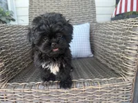 Bendy, a female Peekapoo for sale in Hartville, MO – 3 of 7