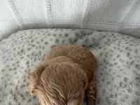 Bella, a female Miniature Goldendoodle for sale in Hartville, MO – 2 of 2