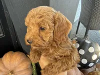 Rizzy, a female Poodle - Miniature  for sale in Hartville, MO – 2 of 5