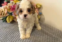 Yvette, a female Cavapoo for sale in Hartville, MO – 2 of 3