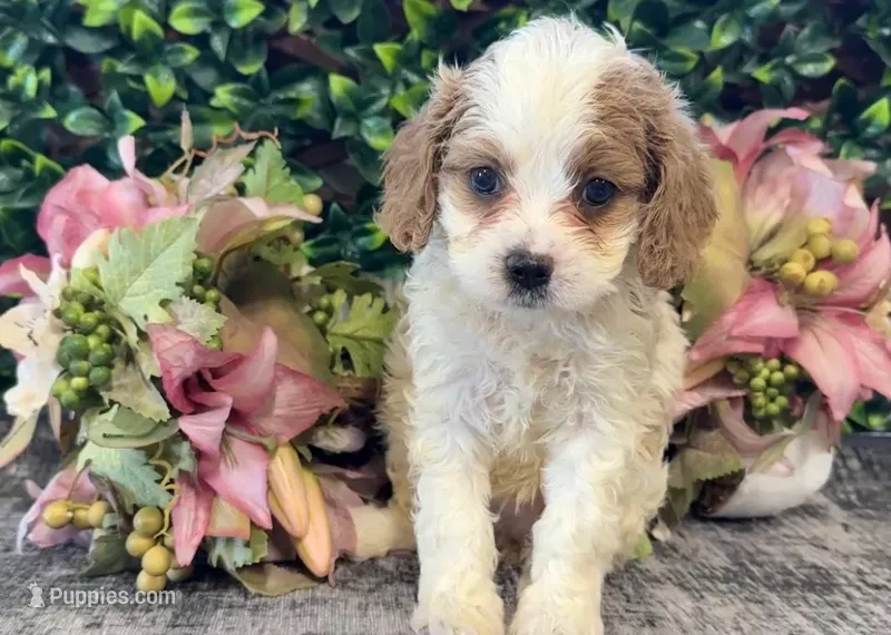 Yasmine – Cavapoo puppy for sale in Hartville, MO