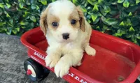 Bess, a female Cavapoo for sale in Hartville, MO – 2 of 4