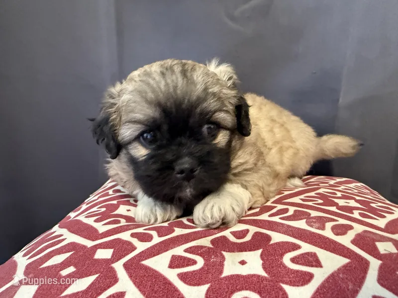 Dax  – Pekingese puppy for sale in Hartville, MO