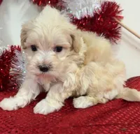 Weston, a male Maltipoo for sale in Hartville, MO – 2 of 3