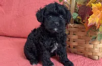 Alysa, a female Shihpoo for sale in Hartville, MO – 4 of 4