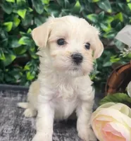 Wynona, a female Maltipoo for sale in Hartville, MO – 2 of 3