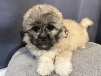 Dax , a male Pekingese for sale in Hartville, MO – 2 of 6