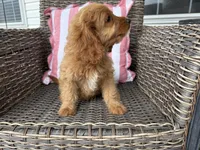 Holton, a male Cavapoo for sale in Hartville, MO – 3 of 5