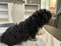 Blair, a female Peekapoo for sale in Hartville, MO – 2 of 5