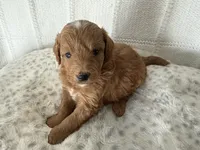 Baxter, a male Miniature Goldendoodle for sale in Hartville, MO – 4 of 5