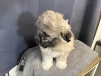 Dax , a male Pekingese for sale in Hartville, MO – 5 of 6