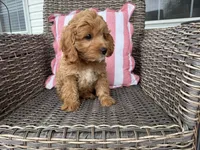 Heston, a male Cavapoo for sale in Hartville, MO – 2 of 5