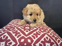 Jacey, a female Pomapoo for sale in Hartville, MO – 4 of 4